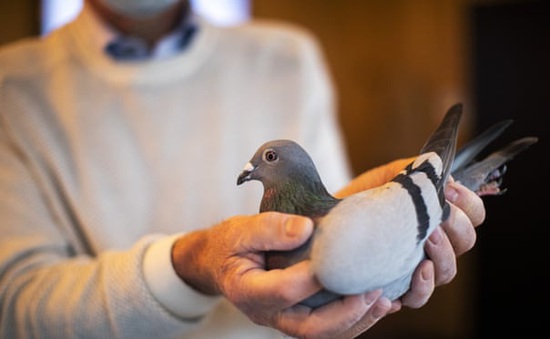 Chim bồ câu đắt nhất thế giới có giá gần 44 tỷ đồng