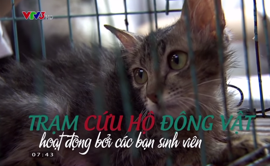 Trạm cứu hộ chó mèo của các bạn sinh viên Hà Nội