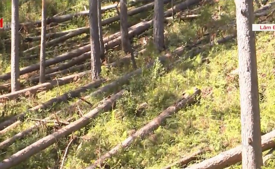 Hàng loạt rừng thông phòng hộ bị đốn hạ tại Lâm Đồng