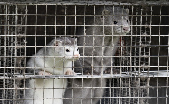 WHO: Thỏ và chồn có thể là động vật lây SARS-CoV-2 sang người