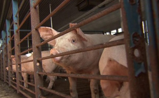 Canada ghi nhận một trường hợp mắc cúm lợn hiếm gặp