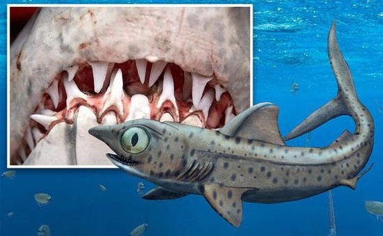 Rùng rợn, phát hiện hàm răng "quỷ dữ" của loài cá mập 370 triệu năm tuổi