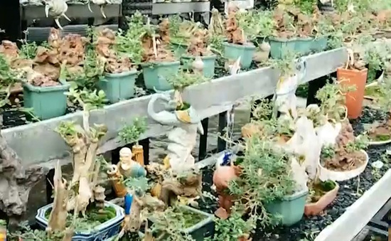 Lạ mắt với bộ sưu tập tiểu cảnh, bonsai mini đạt kỷ lục thế giới