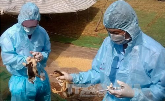 Các địa phương triển khai phòng chống dịch cúm gia cầm H5N6