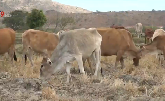 Khó duy trì đàn gia súc do vùng chăn thả bị thu hẹp và khô hạn