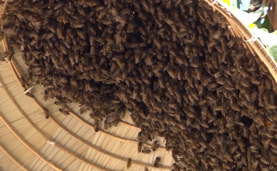 Theo chân thợ săn ong chúa lấy mật