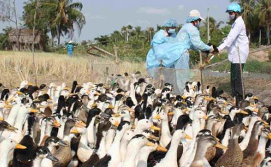 Trà Vinh tiêu hủy gần 1.000 con gia cầm nhiễm cúm A/H5N1