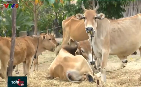 Đồng cỏ khô cháy, hộ chăn nuôi ở Khánh Hòa ngược xuôi tìm thức ăn cho gia súc
