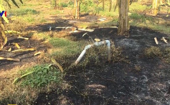 Cháy rụi gần 1.000 trụ thanh long trong trang trại