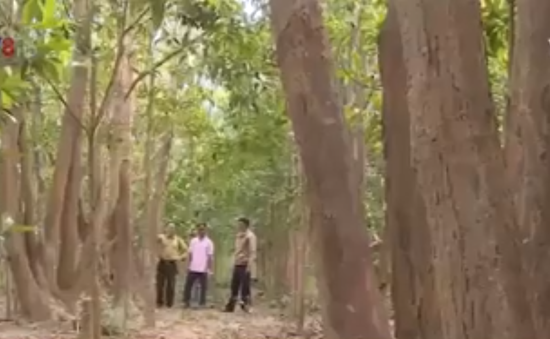 Gia Lai: Người Bana giữ rừng gỗ quý