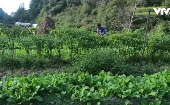 Nepal chuyển mình với nông nghiệp hữu cơ