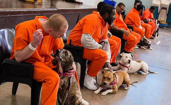 Nhà tù ở Mỹ cho các tù nhân chơi đùa với chó