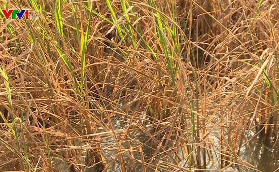 Khoảng 4.000ha lúa tại Sóc Trăng thiệt hại do xâm nhập mặn
