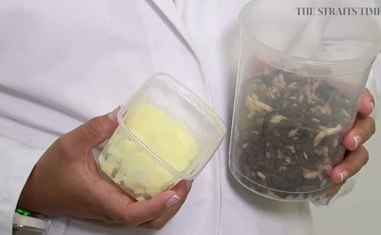 Thử nghiệm chế biến bơ từ chất béo của giòi tại Bỉ