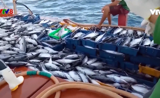 Bình Định: Ngư dân nỗ lực vươn khơi