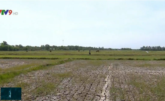 Hàng chục nghìn ha lúa ở ĐBSCL bị thiệt hại: Do hạn mặn hay lỗi từ bà con nông dân?