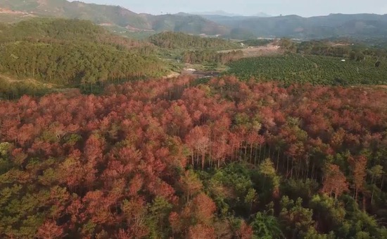 Khó khăn trong bảo vệ rừng thông tại Lâm Đồng