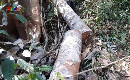 Liên tiếp phát hiện nhiều vụ phá rừng nghiêm trọng tại Quảng Nam