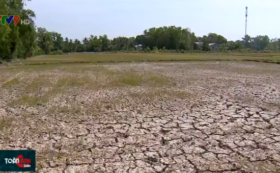 Hàng chục nghìn ha lúa Đông Xuân muộn chết khô ở ĐBSCL
