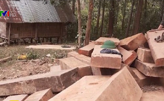 Phát hiện số lượng lớn gỗ lậu ở rừng biên giới Quảng Trị