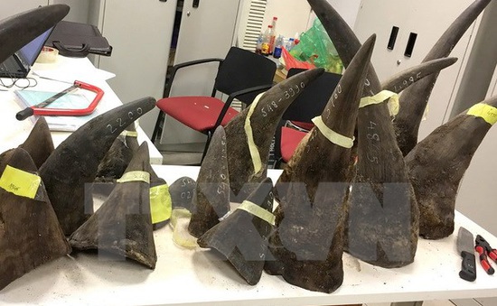 Thu giữ gần 29kg nghi sừng tê giác trên chuyến bay từ Hàn Quốc về Cần Thơ