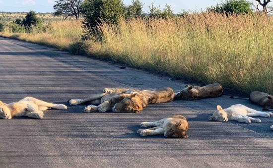Sư tử ngủ trưa trên đường ở Nam Phi