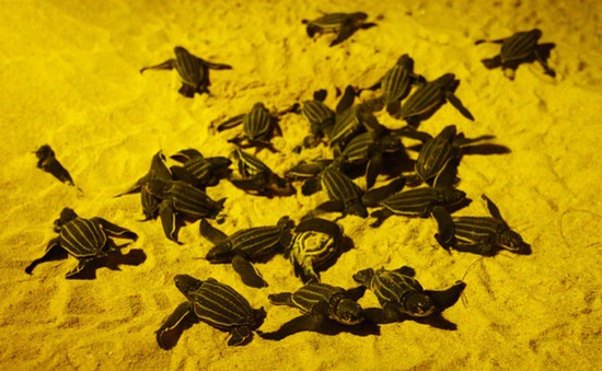 Thái Lan phát hiện 11 tổ rùa biển lưng da quý hiếm