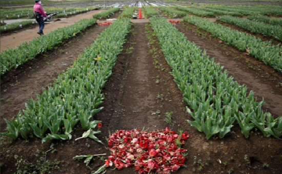 Nhật Bản cắt nhỏ 100.000 hoa tulip để tránh tụ tập ngắm hoa