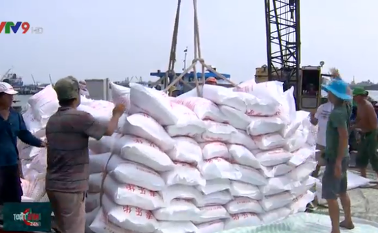Doanh nghiệp ĐBSCL tất bật chuẩn bị cho các hợp đồng  xuất khẩu gạo