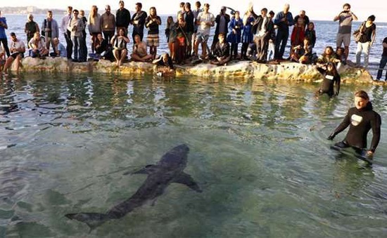 Người dân Australia vẫn đổ xô đến bãi biển xem cá mập