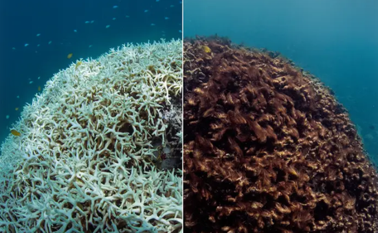 Rạn san hô Great Barrier trải qua đợt tẩy trắng nghiêm trọng nhất trong lịch sử