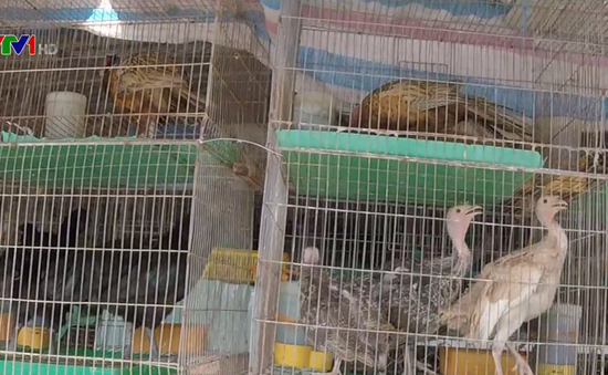 Điểm nóng buôn bán động vật hoang dã tại chợ chim lớn nhất miền Tây
