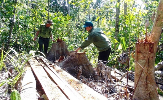 Yêu cầu điều tra nghiêm vụ lâm tặc ngang nhiên mở đường vào phá rừng tại Phú Yên
