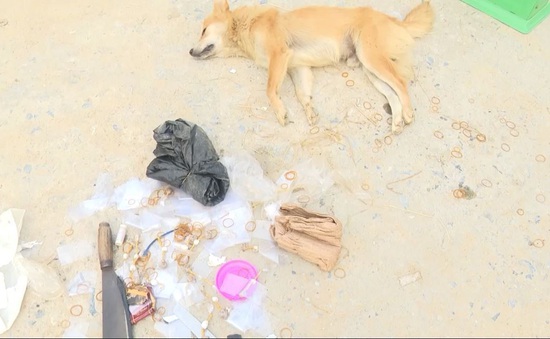Quảng Bình: Đối tượng trộm chó hung hãn chém người khi bị phát hiện