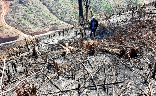 Đề nghị điều tra khởi tố vụ cháy 32ha rừng phòng hộ ở Quảng Nam