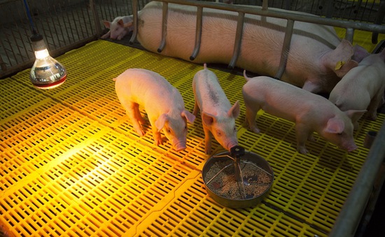 Việt Nam nhập khẩu lợn giống từ Thái Lan