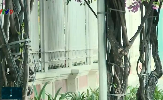 Tái diễn tình trạng cắt nhổ trộm cây hoa giấy ở thành phố Nha Trang