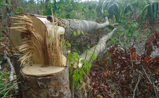 Bình Thuận lập chuyên án xử lý các vụ phá rừng Tà Cú