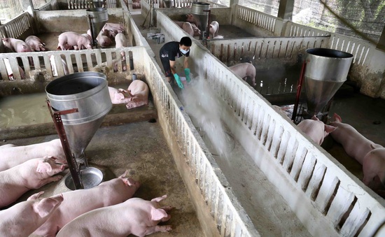 Nông dân chiếm phần nhỏ trong "miếng bánh" thịt lợn giá cao
