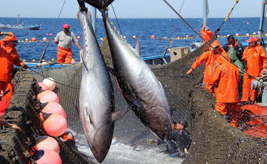 Xuất khẩu cá ngừ Tây Ban Nha giảm do ảnh hưởng bởi COVID-19