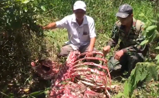 Bò tót nặng 2 tạ bị lâm tặc hạ sát dã man trong Vườn quốc gia Cát Tiên
