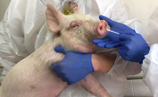 Dịch cúm lợn mới phát hiện: Trung Quốc khẳng định theo dõi sát tình hình