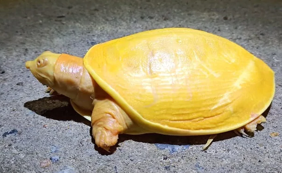 Phát hiện rùa toàn thân màu vàng tươi vô cùng quý hiếm ở Ấn Độ