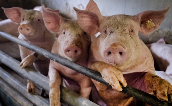 Mỹ chuẩn bị kịch bản virus cúm lợn G4 có thể thành đại dịch ở người