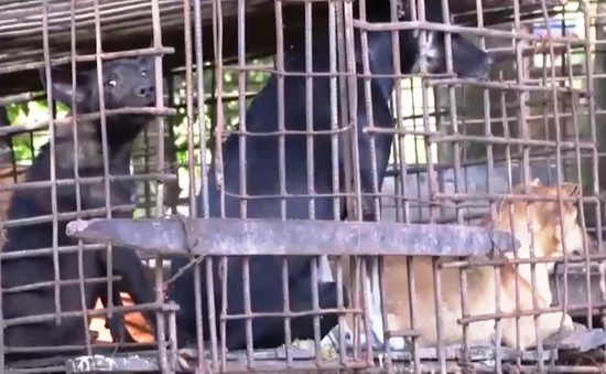 Campuchia cấm thịt chó tại Siem Reap, người vi phạm có thể bị phạt 5 năm tù