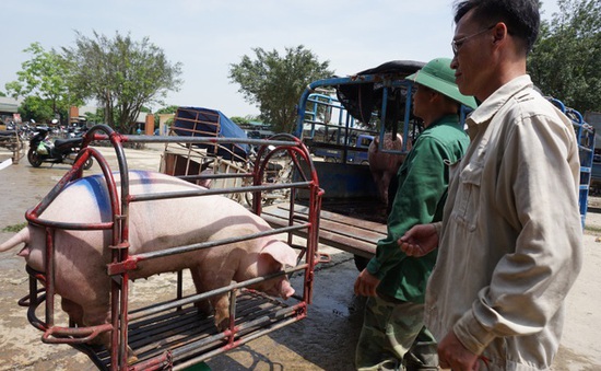 Lợn hơi tăng giá trở lại bất chấp lợn sống từ Thái Lan lại về