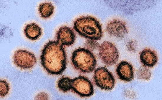 Biến thể mới của SARS-CoV-2 đã lên đến hàng chục nghìn song không gia tăng khả năng lây nhiễm