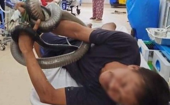 Bị rắn hổ mang chúa cắn, nạn nhân mang luôn rắn nhập viện cấp cứu