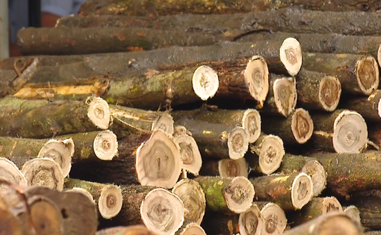 Giá bán gỗ nguyên liệu xuống thấp kỷ lục