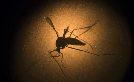 Mỹ: Thả hơn 750 triệu con muỗi biến đổi gene để diệt muỗi tự nhiên